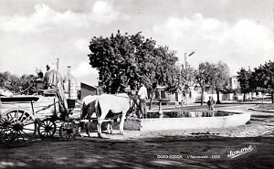 OUED-FODDA - ABREUVOIR - 1956